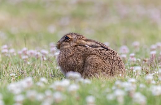 兔展模板库界面，展示电商促销、活动邀请、企业招聘等多种行业分类模板缩略图